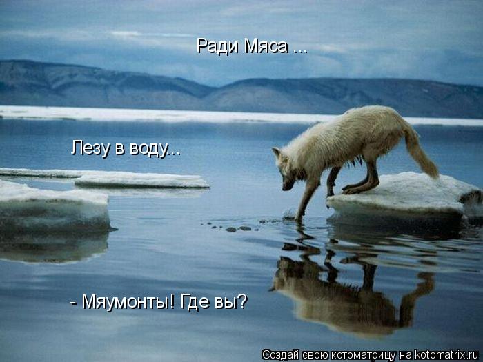 Ради Мяса ... Лезу в воду... - Мяумонты! Где вы?... Котоматрица: Ради Мяса ... Лезу в воду... - Мяумонты! Где вы?