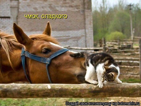 чмок, сладкого... Котоматрица: чмок, сладкого