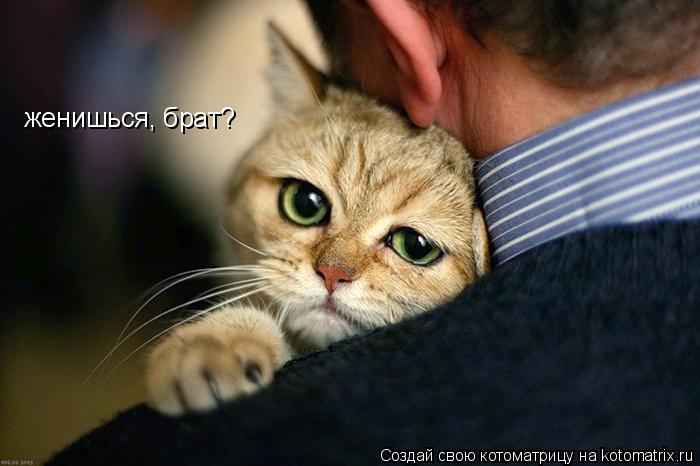 женишься, брат?... Котоматрица: женишься, брат?