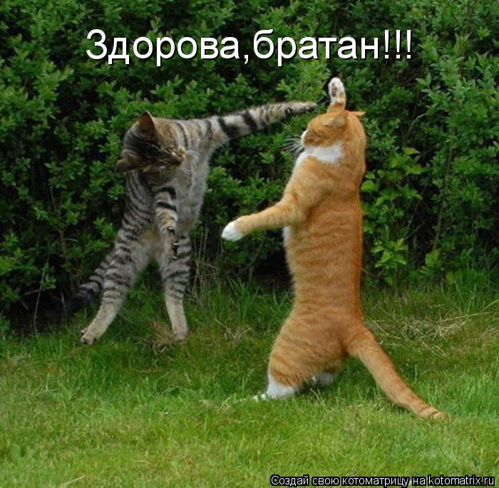 Котоматрица: Здорова,братан!!!