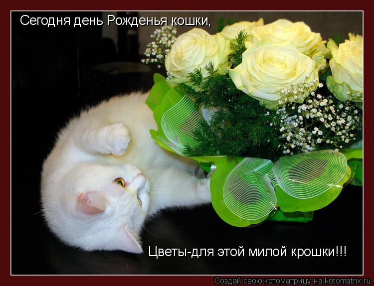 Сегодня день Рожденья кошки, Цветы-для этой милой крошки!!!... Котоматрица: Сегодня день Рожденья кошки, Цветы-для этой милой крошки!!!