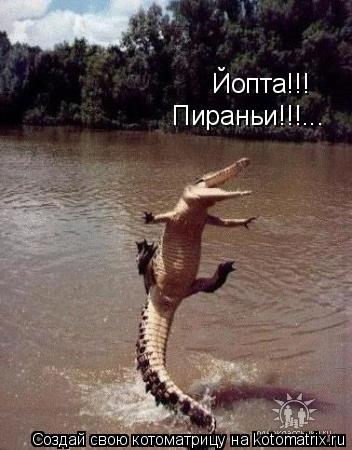 Йопта!!! Пираньи!!!...... Котоматрица: Йопта!!! Пираньи!!!...