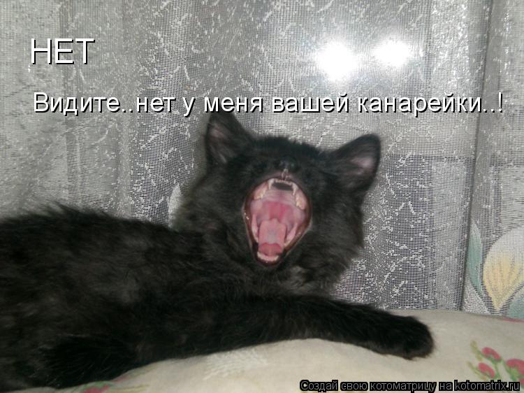 НЕТ Видите..нет у меня вашей канарейки..!... Котоматрица: НЕТ Видите..нет у меня вашей канарейки..!