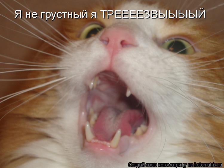 Я не грустный я ТРЕЕЕЕЗВЫЫЫЫЙ... Котоматрица: Я не грустный я ТРЕЕЕЕЗВЫЫЫЫЙ