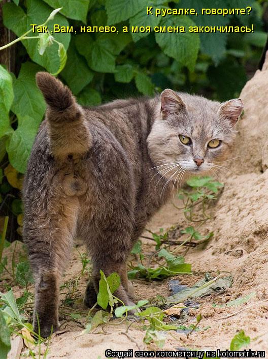 Так ,Вам, налево, а моя смена закончилась! К русалке, говорите?... Котоматрица: Так ,Вам, налево, а моя смена закончилась! К русалке, говорите?