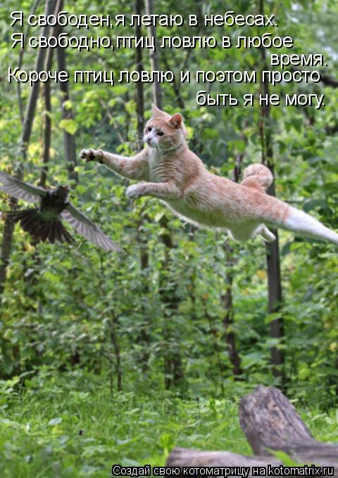 Я свободен,я летаю в небесах. Я свободно,птиц ловлю в любое время. Короче птиц ловлю и поэтом просто ... Котоматрица: Я свободен,я летаю в небесах. Я свободно,птиц ловлю в любое время. Короче птиц ловлю и поэтом просто быть я не могу.