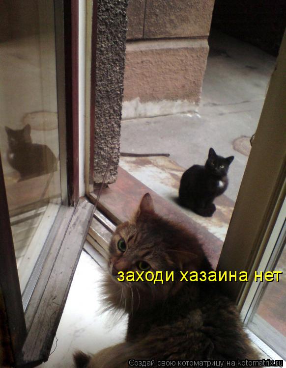 заходи хазаина нет... Котоматрица: заходи хазаина нет