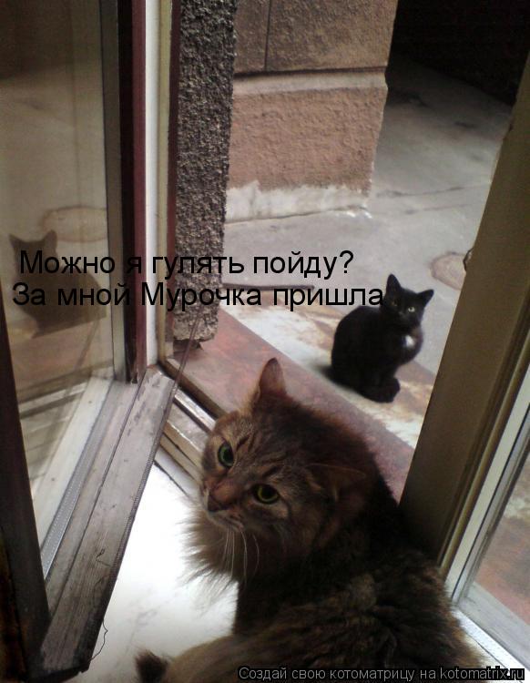 Можно я гулять пойду? За мной Мурочка пришла... Котоматрица: Можно я гулять пойду? За мной Мурочка пришла