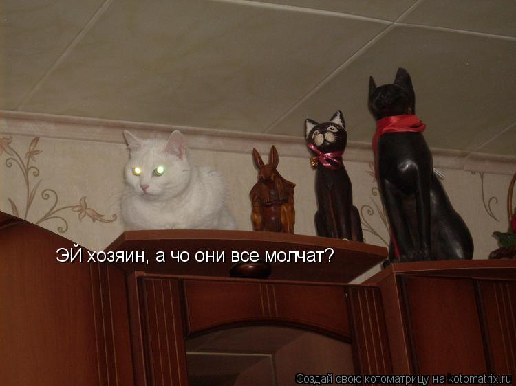ЭЙ хозяин, а чо они все молчат?... Котоматрица: ЭЙ хозяин, а чо они все молчат?