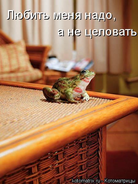 Любить меня надо, а не целовать... Котоматрица: Любить меня надо, а не целовать