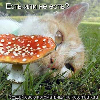 Есть или не есть?... Котоматрица: Есть или не есть?