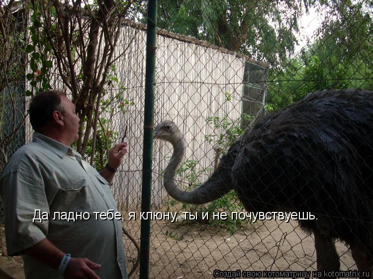 Да ладно тебе, я клюну, ты и не почувствуешь.... Котоматрица: Да ладно тебе, я клюну, ты и не почувствуешь.