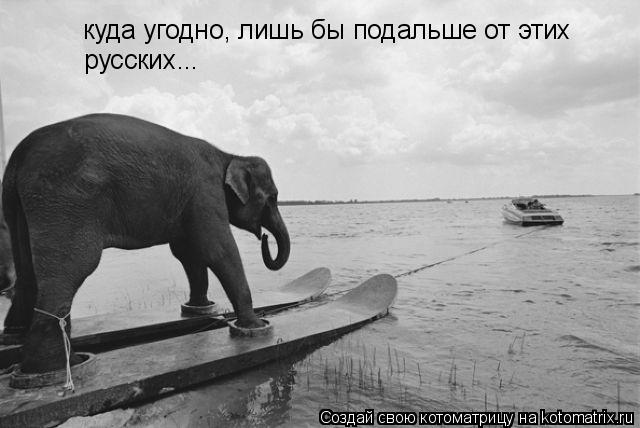 куда угодно, лишь бы подальше от этих русских...... Котоматрица: куда угодно, лишь бы подальше от этих русских...