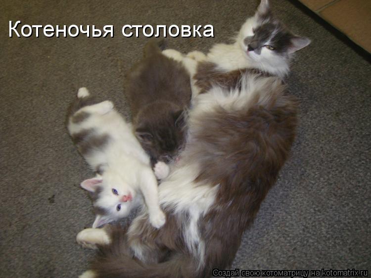 Котеночья столовка... Котоматрица: Котеночья столовка