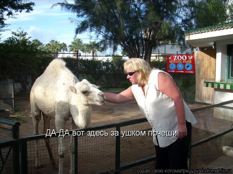 ДА ДА вот здесь за ушком почеши!... Котоматрица: ДА ДА вот здесь за ушком почеши!