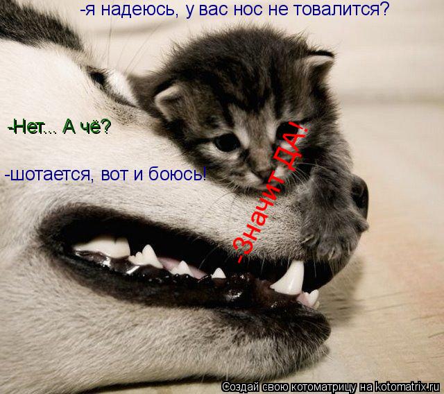 -я надеюсь, у вас нос не товалится? -Нет... А чё? -шотается, вот и боюсь! -Значит ДА! -Значит ДА!... Котоматрица: -я надеюсь, у вас нос не товалится? -Нет... А чё? -шотается, вот и боюсь! -Значит ДА! -Значит ДА!