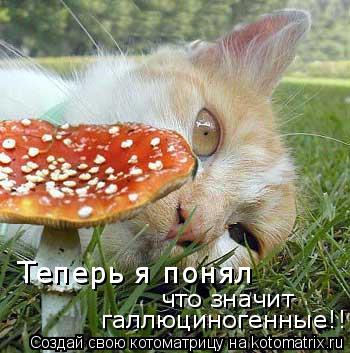 Теперь я понял что значит галлюциногенные!!... Котоматрица: Теперь я понял что значит галлюциногенные!!