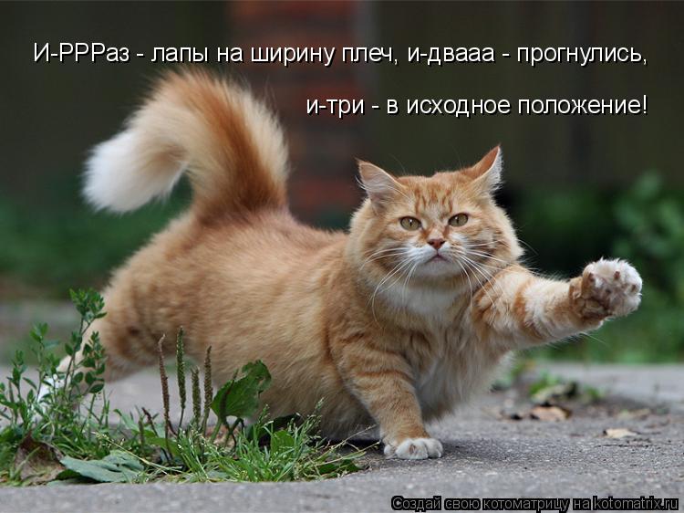И-РРРаз - лапы на ширину плеч, и-двааа - прогнулись, и-три - в исходное положение!... Котоматрица: И-РРРаз - лапы на ширину плеч, и-двааа - прогнулись, и-три - в исходное положение!