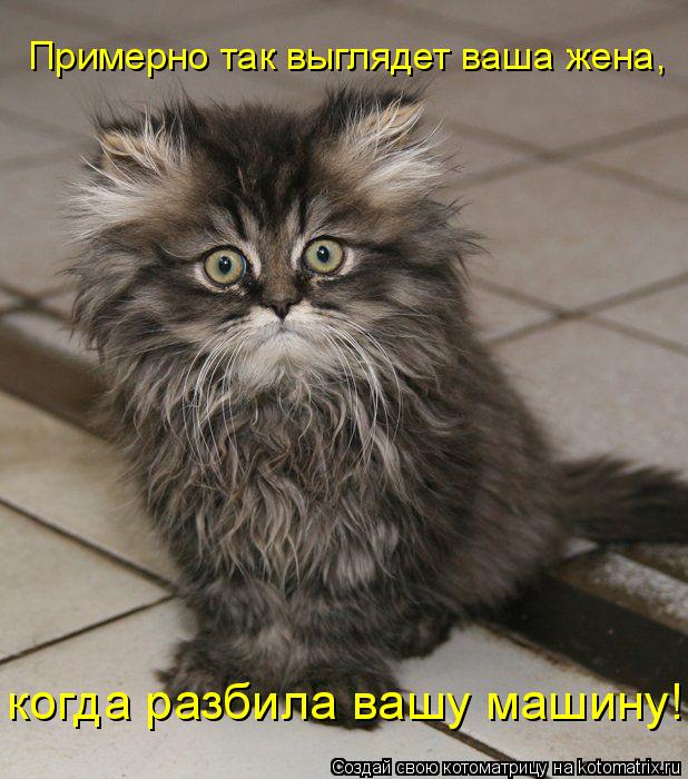 Примерно так выглядет ваша жена, когда разбила вашу машину!... Котоматрица: Примерно так выглядет ваша жена, когда разбила вашу машину!