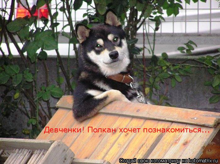 Девченки! Полкан хочет познакомиться...... Котоматрица: Девченки! Полкан хочет познакомиться...
