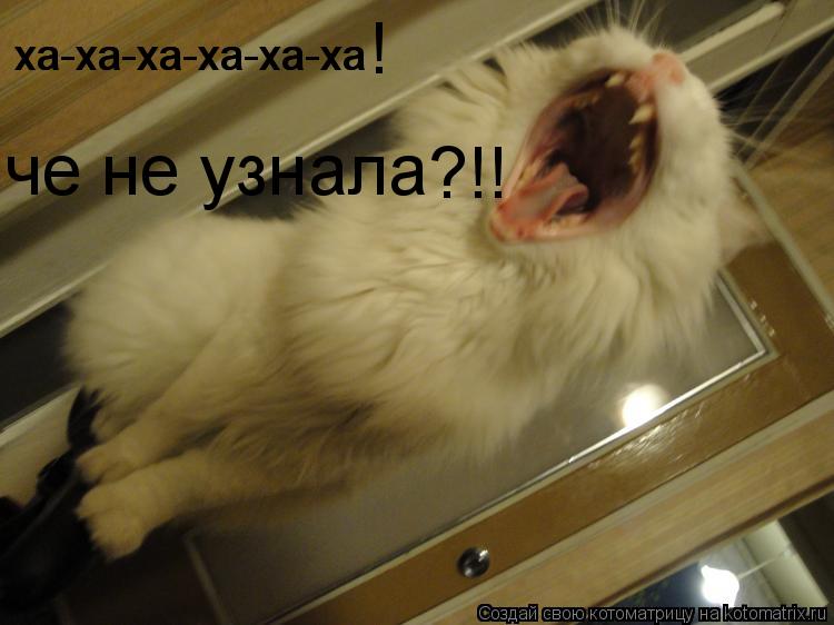 ха-ха-ха-ха-ха-ха ха-ха-ха-ха-ха-ха ! че не узнала ?!!... Котоматрица: ха-ха-ха-ха-ха-ха ха-ха-ха-ха-ха-ха ! че не узнала ?!!