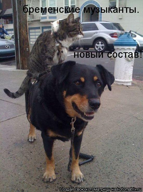 бременские музыканты. новый состав!... Котоматрица: бременские музыканты. новый состав!