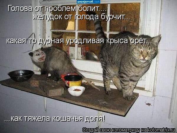 Голова от проблем болит.... желудок от голода бурчит... какая то дурная уродливая крыса орёт... ...ка... Котоматрица: Голова от проблем болит.... желудок от голода бурчит... какая то дурная уродливая крыса орёт... ...как тяжела кошачья доля!