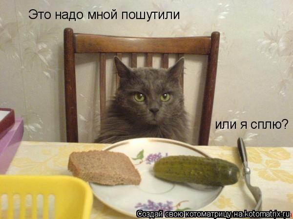Это надо мной пошутили или я сплю?... Котоматрица: Это надо мной пошутили или я сплю?