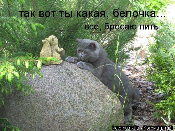 так вот ты какая, белочка... все, бросаю пить.... Котоматрица: так вот ты какая, белочка... все, бросаю пить.