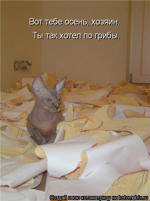 Вот тебе осень, хозяин. Ты так хотел по грибы.... Котоматрица: Вот тебе осень, хозяин. Ты так хотел по грибы.