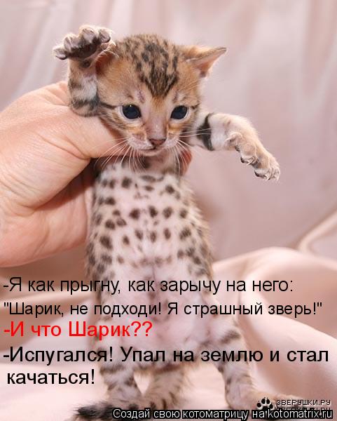-И что Шарик?? -Испугался! Упал на землю и стал "Шарик, не подходи! Я страшный зверь!" -Я как прыгну... Котоматрица: -И что Шарик?? -Испугался! Упал на землю и стал "Шарик, не подходи! Я страшный зверь!" -Я как прыгну, как зарычу на него: качаться!