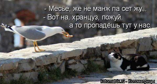 - Месье, же не манж па сет жу... - Вот на, хранцуз, пожуй. а то пропадёшь тут у нас.... Котоматрица: - Месье, же не манж па сет жу... - Вот на, хранцуз, пожуй. а то пропадёшь тут у нас.