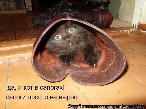 да, я кот в сапогах! сапоги просто на вырост...... Котоматрица: да, я кот в сапогах! сапоги просто на вырост...