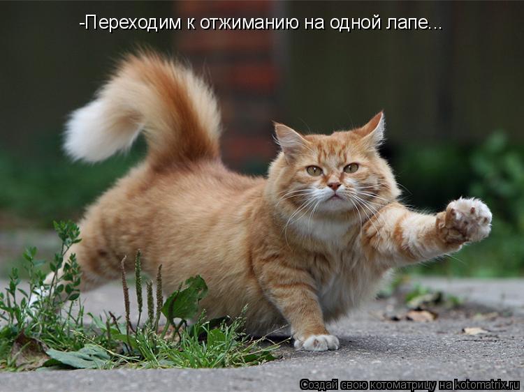 -Переходим к отжиманию на одной лапе...... Котоматрица: -Переходим к отжиманию на одной лапе...