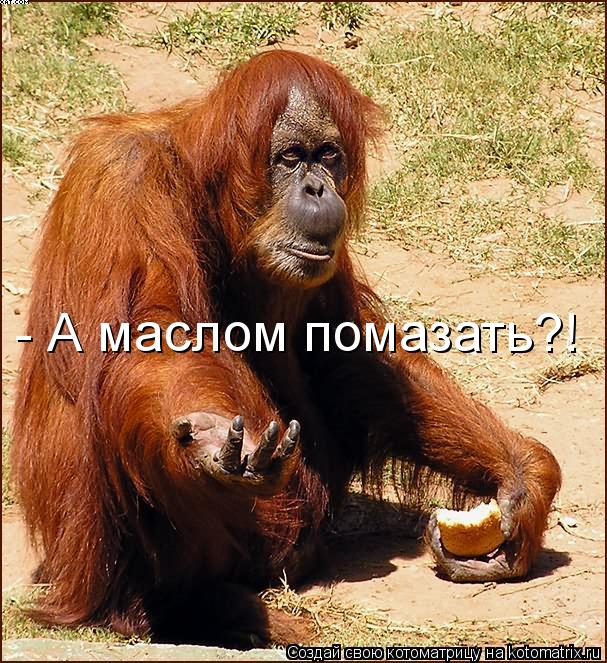 - А маслом помазать?!... Котоматрица: - А маслом помазать?!