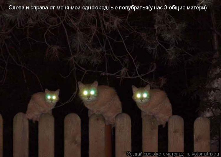 -Слева и справа от меня мои одноюродные полубратья(у нас 3 общие матери)... Котоматрица: -Слева и справа от меня мои одноюродные полубратья(у нас 3 общие матери)