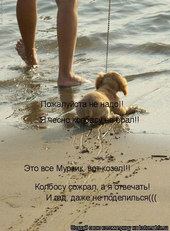 Пожалуйста не надо!! Я чесно колбасу не брал!! Это все Мурзик, вот козел!!! Колбосу сожрал, а я отвеч... Котоматрица: Пожалуйста не надо!! Я чесно колбасу не брал!! Это все Мурзик, вот козел!!! Колбосу сожрал, а я отвечать! И гад, даже не поделилься(((
