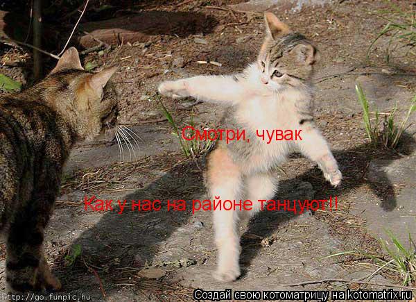 Смотри, чувак Как у нас на районе танцуют!!... Котоматрица: Смотри, чувак Как у нас на районе танцуют!!