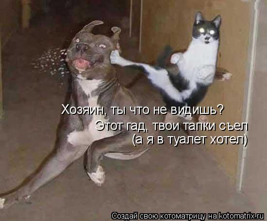 Хозяин, ты что не видишь? Этот гад, твои тапки съел (а я в туалет хотел)... Котоматрица: Хозяин, ты что не видишь? Этот гад, твои тапки съел (а я в туалет хотел)