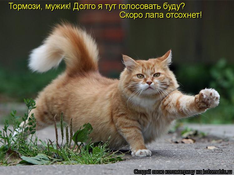 Тормози, мужик! Долго я тут голосовать буду? Скоро лапа отсохнет!... Котоматрица: Тормози, мужик! Долго я тут голосовать буду? Скоро лапа отсохнет!