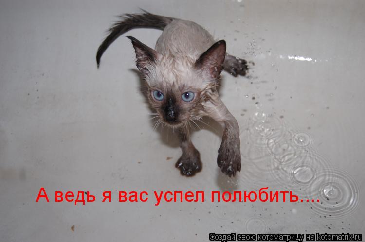А ведь я вас успел полюбить....... Котоматрица: А ведь я вас успел полюбить....