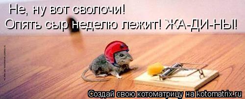 Не, ну вот сволочи! Опять сыр неделю лежит! ЖА-ДИ-НЫ!... Котоматрица: Не, ну вот сволочи! Опять сыр неделю лежит! ЖА-ДИ-НЫ!