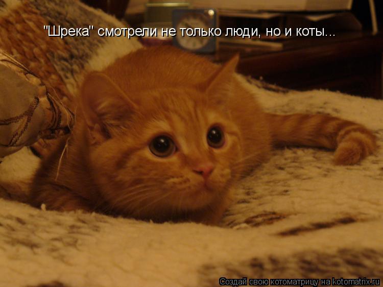 "Шрека" смотрели не только люди, но и коты...... Котоматрица: "Шрека" смотрели не только люди, но и коты...