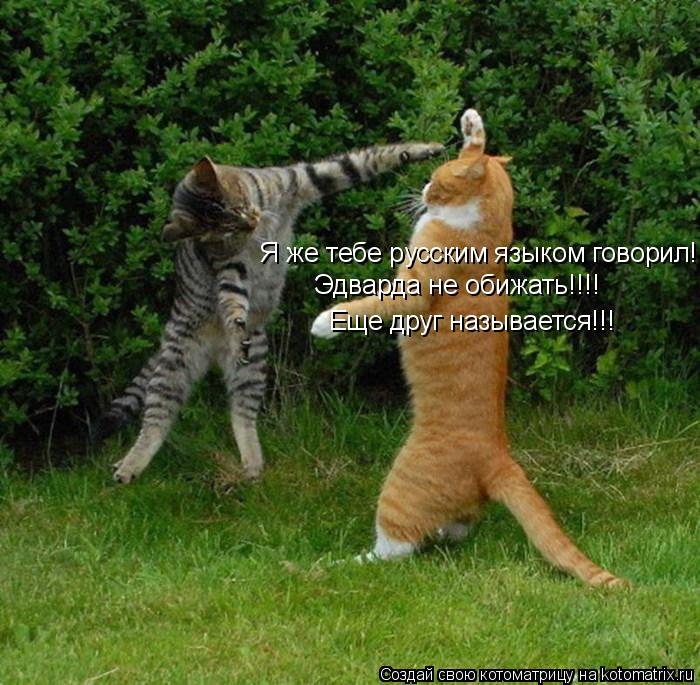 Я же тебе русским языком говорил!!! Эдварда не обижать!!!! Еще друг называется!!!... Котоматрица: Я же тебе русским языком говорил!!! Эдварда не обижать!!!! Еще друг называется!!!