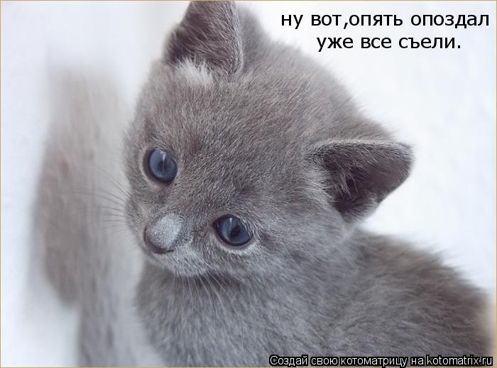 ну вот,опять опоздал уже все съели.... Котоматрица: ну вот,опять опоздал уже все съели.