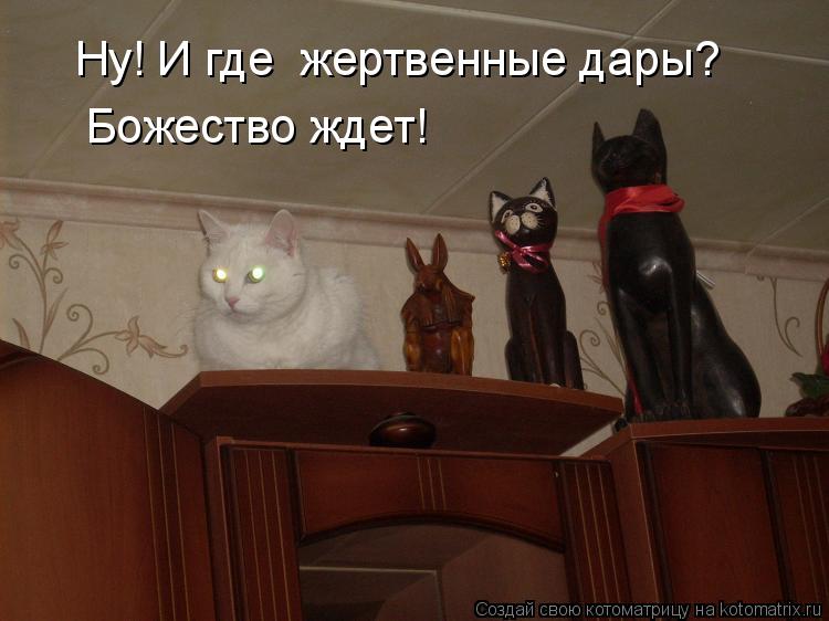 Ну! И где жертвенные дары? Божество ждет!... Котоматрица: Ну! И где жертвенные дары? Божество ждет!