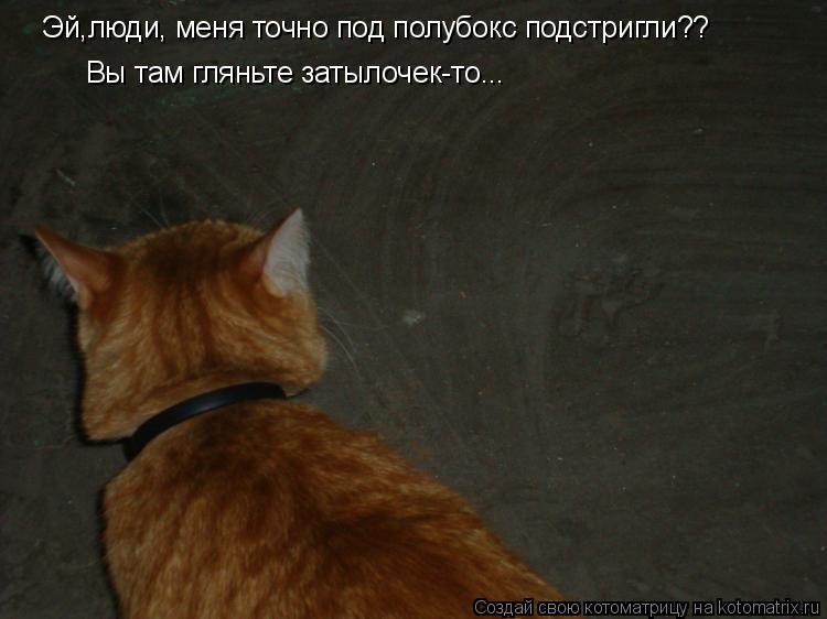 Эй,люди, меня точно под полубокс подстригли?? Вы там гляньте затылочек-то...... Котоматрица: Эй,люди, меня точно под полубокс подстригли?? Вы там гляньте затылочек-то...