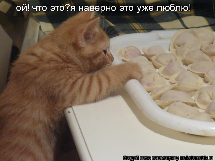 ой! что это?я наверно это уже люблю!... Котоматрица: ой! что это?я наверно это уже люблю!