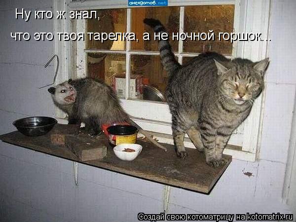Ну кто ж знал, что это твоя тарелка, а не ночной горшок...... Котоматрица: Ну кто ж знал, что это твоя тарелка, а не ночной горшок...