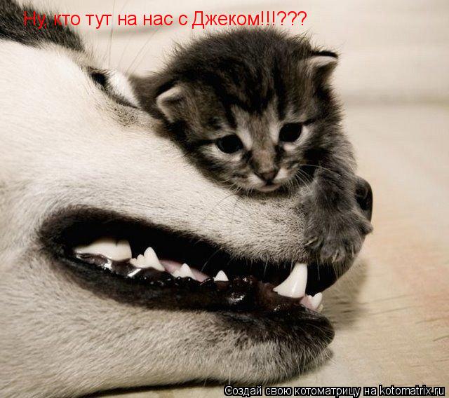 Ну, кто тут на нас с Джеком!!!???... Котоматрица: Ну, кто тут на нас с Джеком!!!???